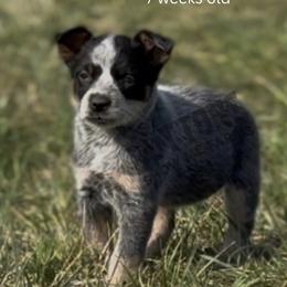 Blizzard - Blue mottled female Australian Cattle Dog puppy in Oronogo, Missouri from Dutton's Show Me Farms