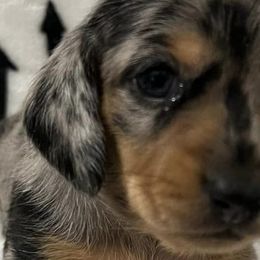 Dachshunds from Jade’s Dachshund’s