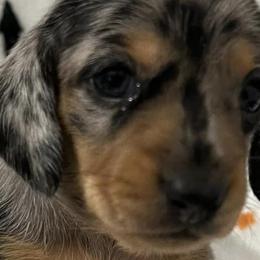 Dachshunds from Jade’s Dachshund’s