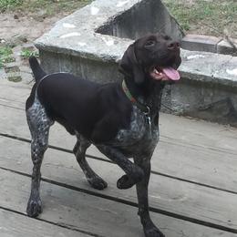 Goose  - German Shorthaired Pointer