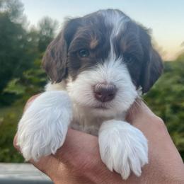 Girl 4 - Liver white and tan female Springerdoodle puppy in Sterling, Michigan from Springerdoodles In MI