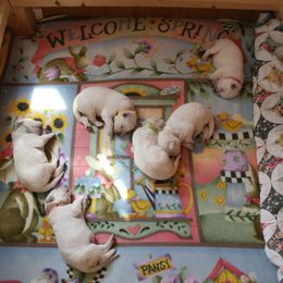 Berger Blanc Suisse Puppies from Victorious White Shepherds