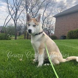 Siberian Husky Puppies from Crazy Cookies Huskies