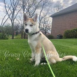 Siberian Husky Puppies from Crazy Cookies Huskies