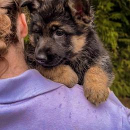 Blue Cinderella - Black and tan female German Shepherd puppy in Bonney Lake, Washington from German Shepherds Von Washington