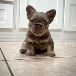 Prada - Tricolors female French Bulldog puppy in San Diego, California from Hlop Frenchies LLC