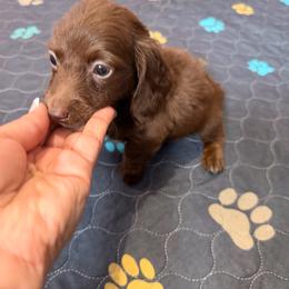 Jewels - Chocolate female Dachshund puppy in Magnolia, Texas from Carrie’s Countryside Dachshunds