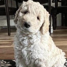 Goldendoodles from Nevaeh's Goldendoodles