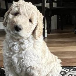 Goldendoodles from Nevaeh's Goldendoodles