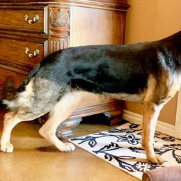 German Shepherd All Grown Up from Von Christel Haus German Shepherds