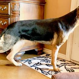 German Shepherd All Grown Up from Von Christel Haus German Shepherds