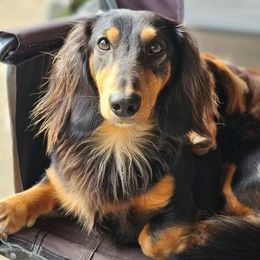 Whiskey - Black and tan male Dachshund puppy in Licking, Missouri from Bean Creek Dachshunds & Terriers
