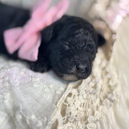 Lady Agatha - pink collar - Black female Bernedoodle puppy in Lexington, North Carolina from Deborah’s Doodles