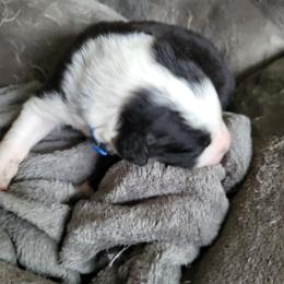 Blue collar-tri color - Black tri-color male Australian Shepherd puppy in Geneva, Florida from TGIF Doxies