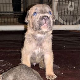 Francisco - Gray and fawn male Cane Corso puppy in Texas from Robinson Elite Corsos