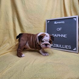 Daphne - Red and white female Bulldog puppy in Hillsdale County, Michigan from KZ Bullies LLC