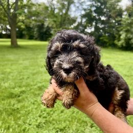 Bonny - Black and tan female Schnoodle puppy in Warrensburg, Missouri from Dreamer Ridge Puppies