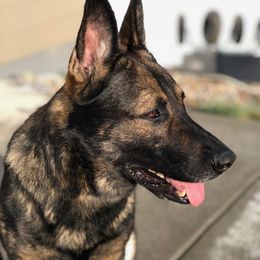 Jackson - German Shepherd