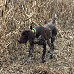 ERK - German Shorthaired Pointer