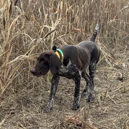 ERK - German Shorthaired Pointer