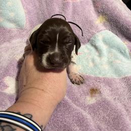Purple - Liver roan female German Shorthaired Pointer puppy in Jackson, Georgia from Rosengrace Gsps (formerly Tiner GSP’s)