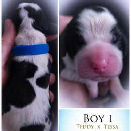 Boy 1 - Black and white male English Springer Spaniel puppy in Silverdale, Washington from TimberVale Springers