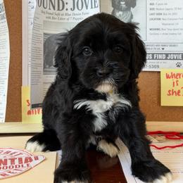 Detective - Black male Australian Labradoodle puppy in Valley Springs, California from Blue Denim Doodles