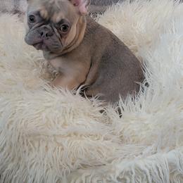 Maya - French Bulldog