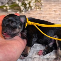 Theo - Black and silver male Miniature Schnauzer puppy in Magalia, California from NorCal Schnauzers