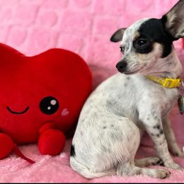 Remi - Chihuahua