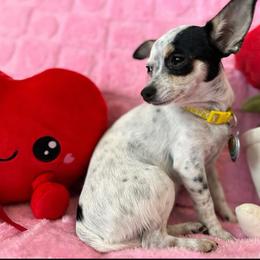 Remi - Chihuahua