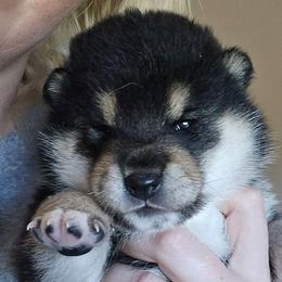 Meeko - Black and tan male Shiba Inu puppy in Marianna, Florida from Diwasou