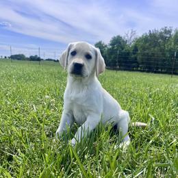 Labrador Retriever puppies from CKB Labradors