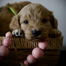 7th pick Female - Cream female Goldendoodle puppy in Mc Arthur, California from California Golden Love