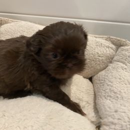Koa - Chocolate male Shih Tzu puppy in Riverside, California from AKC Shih Tzu of California