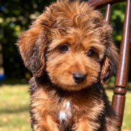 Mr.Winston - male Bernedoodle puppy in Paoli, Indiana from Brambleberry Doodles
