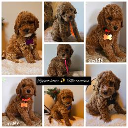 Evie - Red  female Goldendoodle puppy in Bristol, Tennessee from 4goldendoodles
