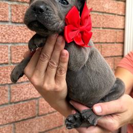 Boy 5 - Gray male Cane Corso puppy in Highland, Illinois from C&I Elite Cane Corso