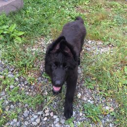 Shiloh Shepherd Puppies from Solace Shilohs