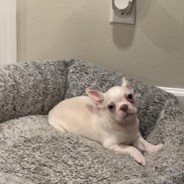 White Cream boy 1 - Black and white male Boston Terrier puppy in Madera Acres, California from Muggin Bostons Terriers and Mini Dachshund