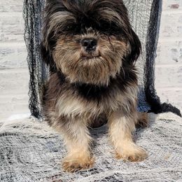 Shadow - Shih Tzu