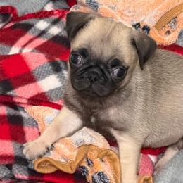 Boy 1 - Fawn male Pug puppy in Olin, North Carolina from Piggy Pugs