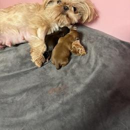 Shih Tzu Puppies from Best Friend Shih Tzu Co.
