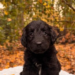 Pugsley - Black and white male Aussiedoodle puppy in Mulino, Oregon from Korbella Farm