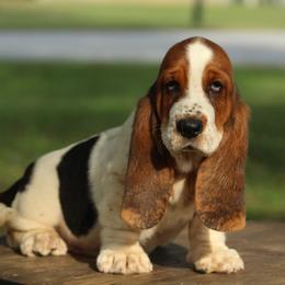 Female 3 - Black brown and white female Basset Hound puppy in Georgia from Huff's Hounds