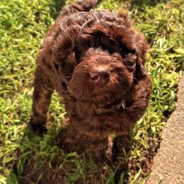 Dustin - Chocolate male Goldendoodle puppy in Eureka, California from North Coast Doodles
