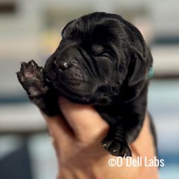 Girl 6 - Black female Labrador Retriever puppy in Sullivan, Missouri from O’Dell Labs