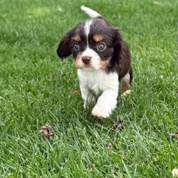 GENEVIEVE - Chocolate female Cavalier King Charles Spaniel puppy in Draper, Utah from Peaks Pups — Exceptional by Nature. Raised with Purpose.