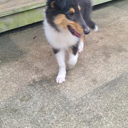 Collie Puppies from LeAnne Dobbins