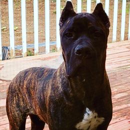 DeSoto - Cane Corso